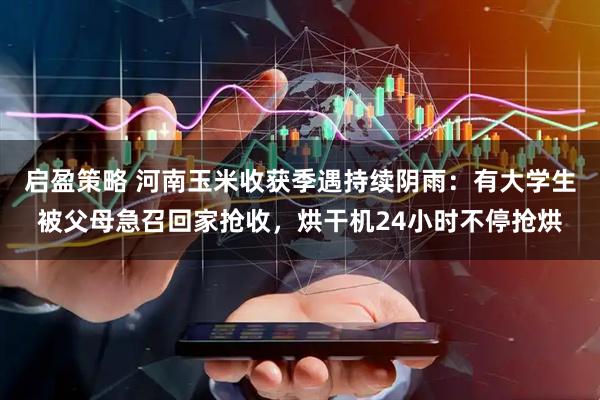 启盈策略 河南玉米收获季遇持续阴雨：有大学生被父母急召回家抢收，烘干机24小时不停抢烘